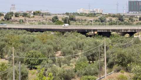 Natura, torri e chiese rupestri: alla scoperta di Lama Picone, il "fiume di Bari"